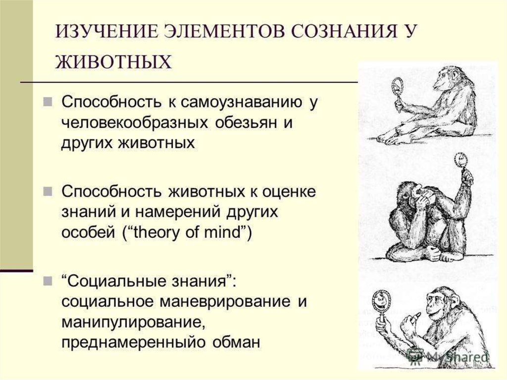 Инстинкты рассудочная. Мышление обезьяны и человека. Сознание у животных философия. Примеры сознания у животных. Сознание человека и животных.