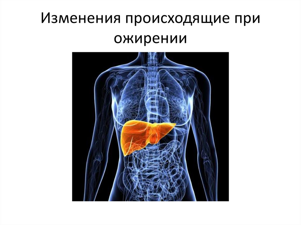 Изменения происходящие при ожирении