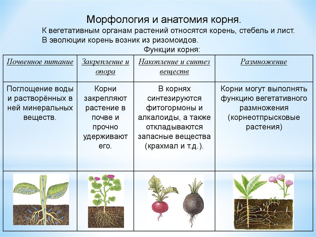 Контрольная работа по теме Анатомическое строение листовой пластинки двудольных растений. Типы корней и корневых систем