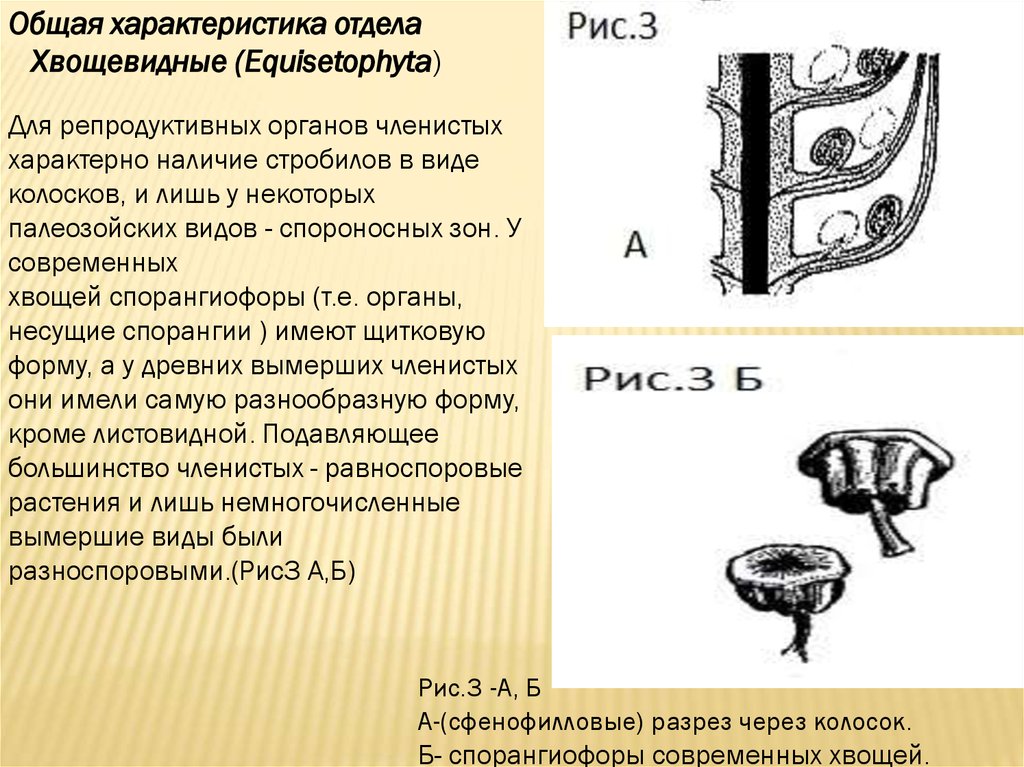 Спорангиофор хвоща