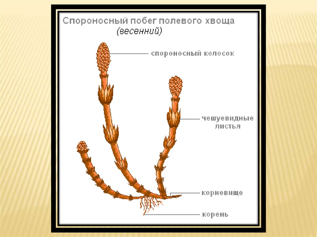 Строение хвоща 7 класс биология. Строение спороносного колоска хвоща полевого. Весенний и летний побег хвоща строение. Весенний побег хвоща строение. Строение весеннего побега хвоща полевого.