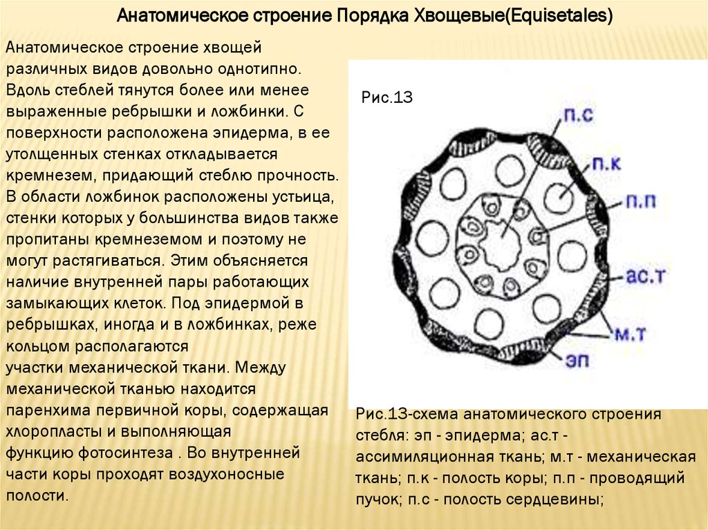 Строение проводя. Поперечный срез стебля хвоща. Строение стебля хвоща. Анатомия строение стебля хвоща. Анатомическое строение стебля хвощевидных.