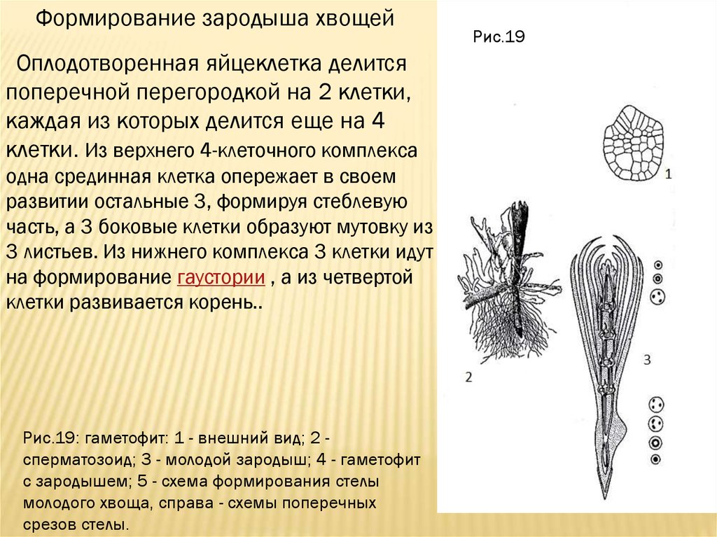 Хвощ зародыш. Зародыш хвоща. Систематика хвощей. Яйцеклетка хвоща. Систематика хвощевидных.