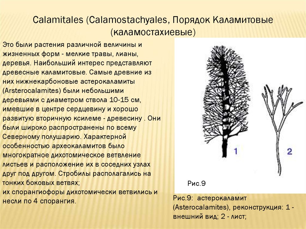 Жизненная форма хвощей. Стробилы каламитовых. КАЛАМИТОВЫЕ хвощи. Порядок КАЛАМИТОВЫЕ. Каламита строение.