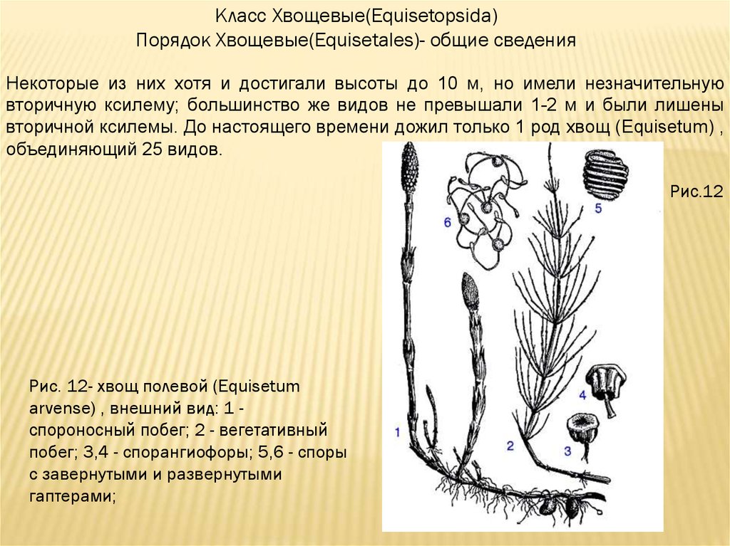 Особенности хвощей. Эфедра хвощевая строение. Отдел Хвощевидные строение. Класс Хвощевые. Порядок Хвощевидные.