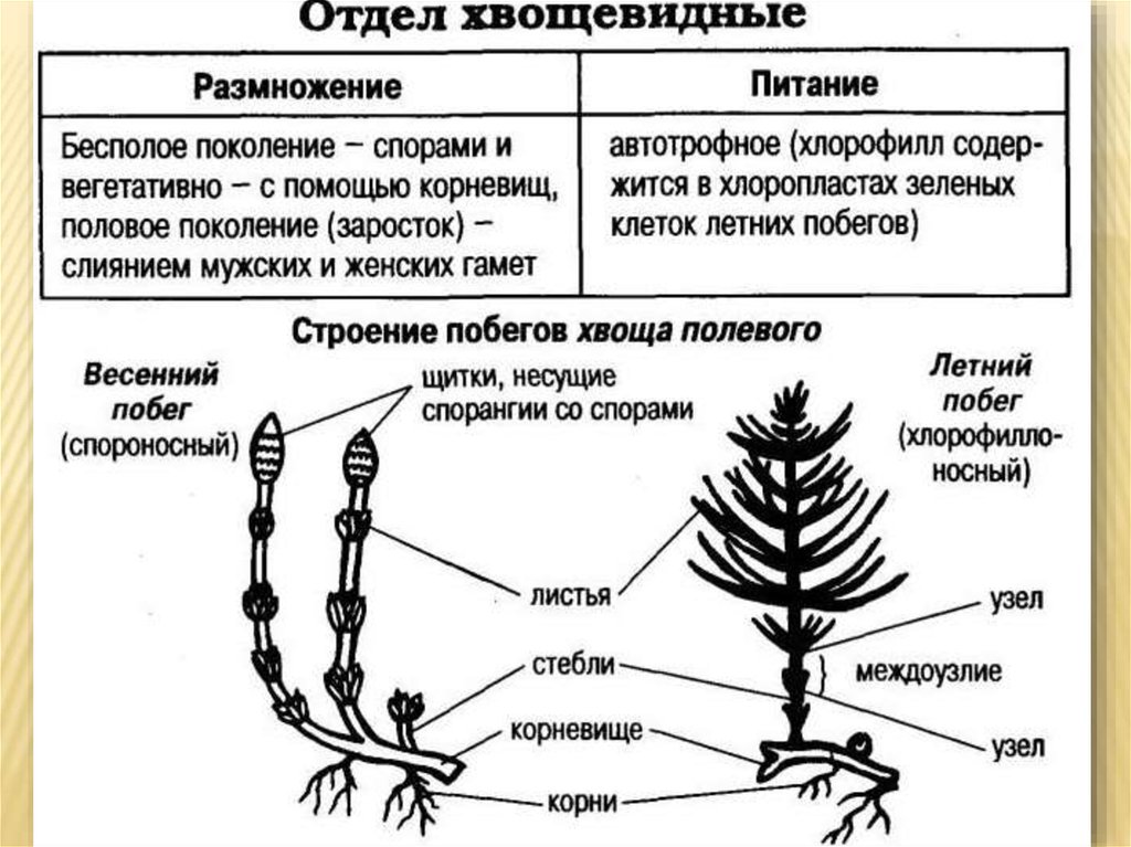 Плауновидные схема плодолистиков