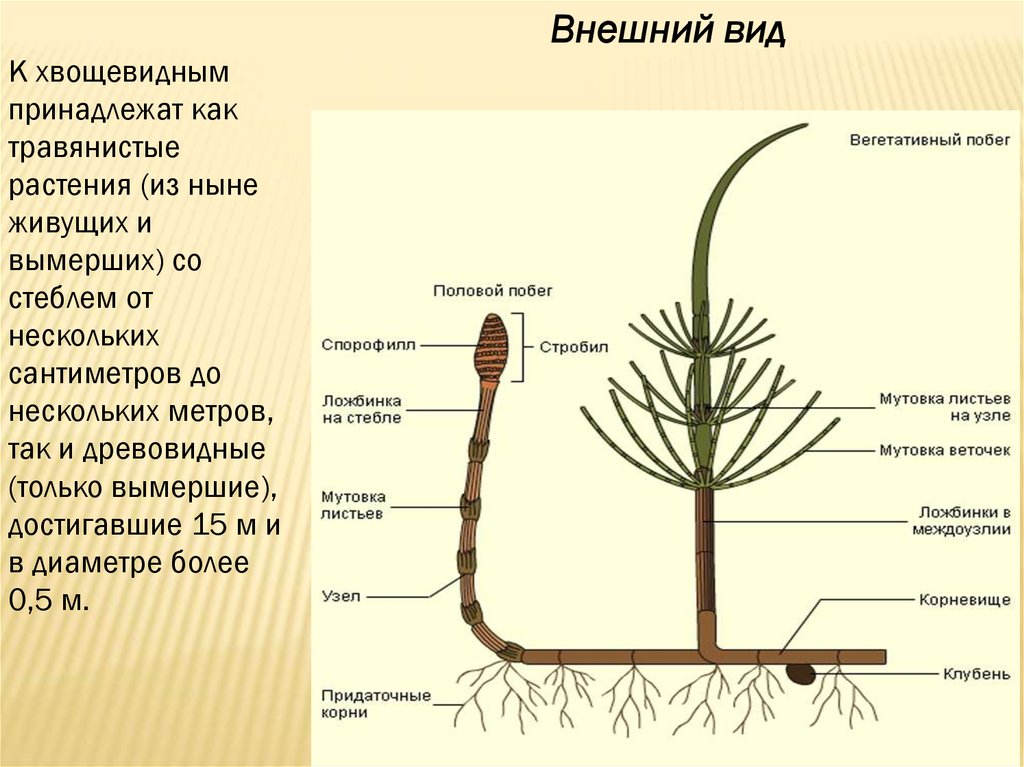 Хвощевидные. Что значит членистый стебель.