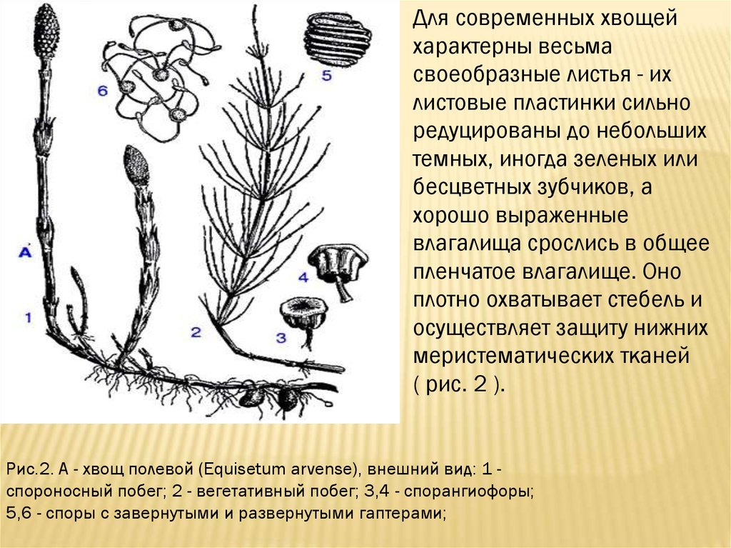 Каково строение хвощей. Спороносный побег хвоща. Отдел Хвощевидные. Спорангиофоры хвощей. Членистое строение хвоща.