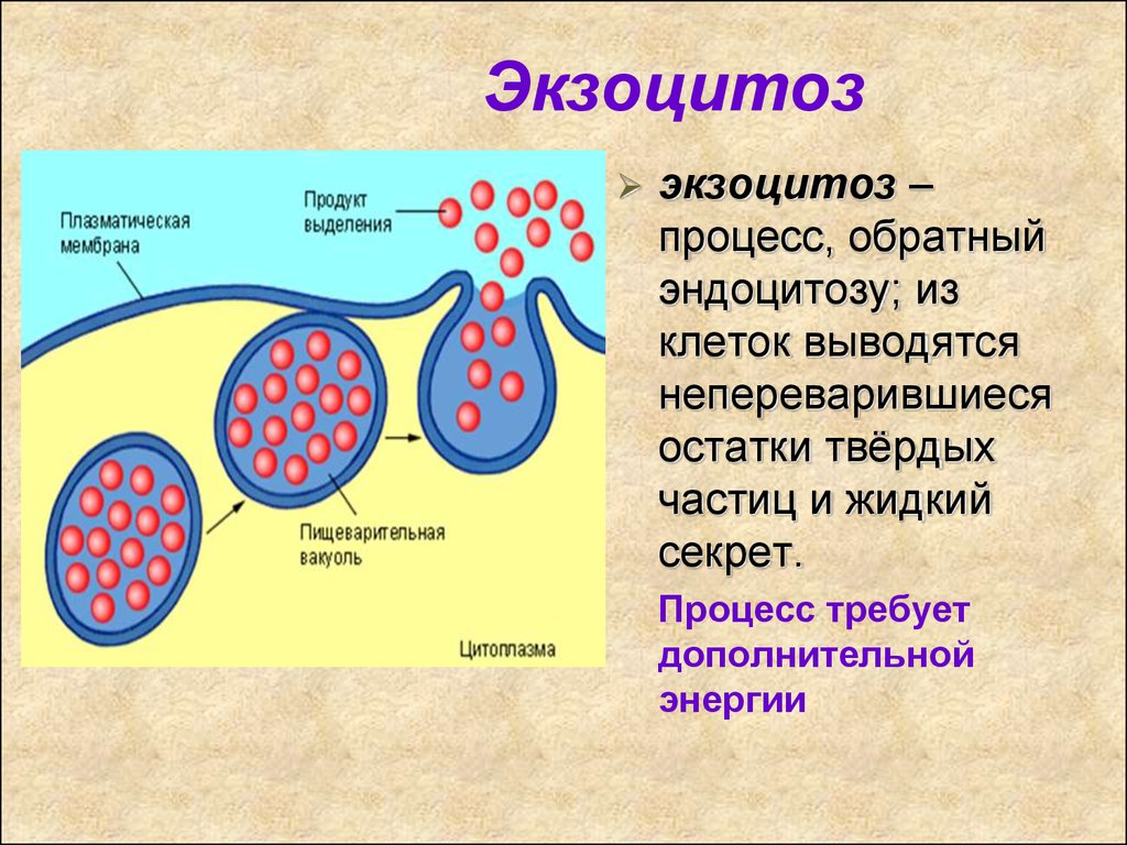 Поглощение клеткой твердых пищевых частиц. Экзоцитоз клеточная мембрана. Фагоцитоз пиноцитоз экзоцитоз. Конститутивный экзоцитоз.