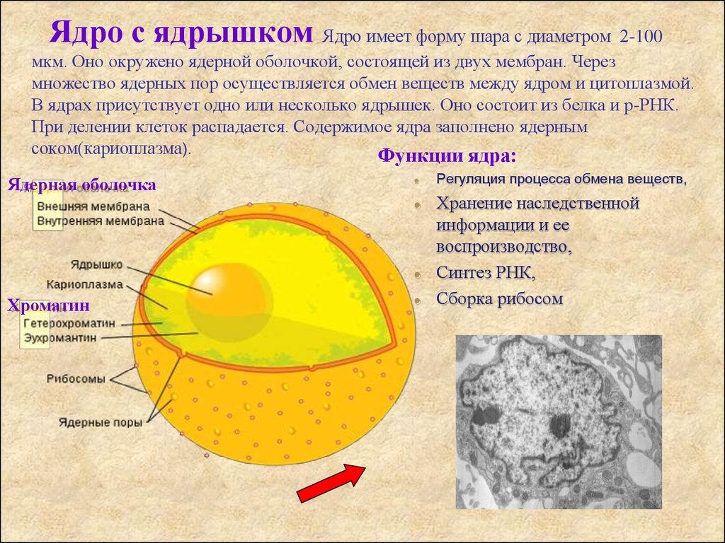 В ядрах клеток многоклеточного. Строение ядра эукариотической клетки. Строение ядра животной клетки. Структура эукариотической клетки ядро ядрышко. Строение ядра клетки животного.
