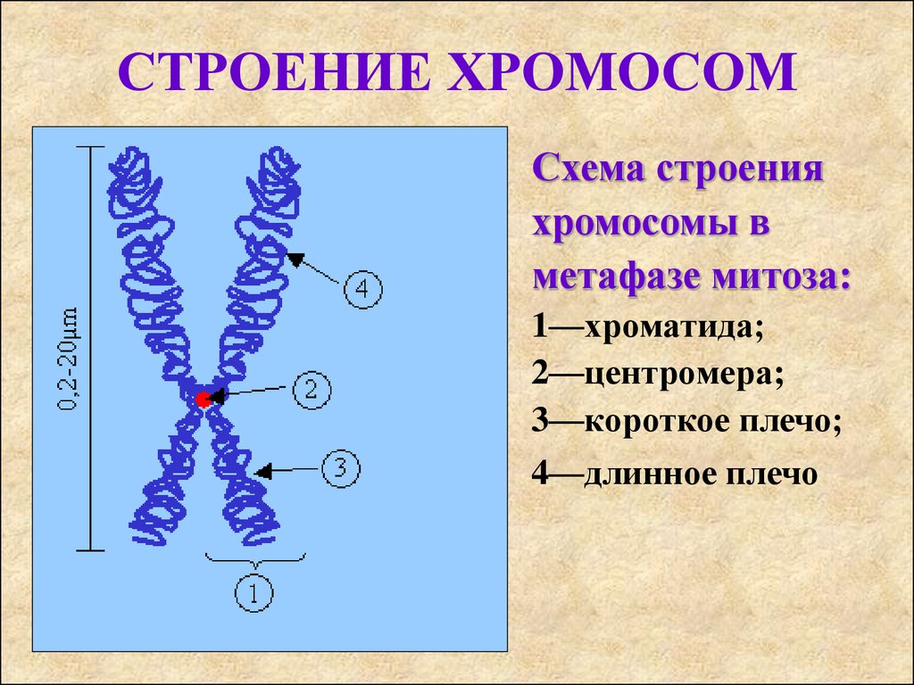 Изменение строения хромосом. Схема строения хромосомы. Строение хромосом эукариот схема. Хроматин хроматиды хромосомы. Структура хромосомы эукариот.
