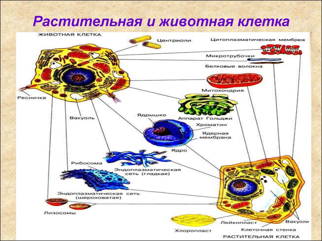 Органоиды клетки схема. Схема строения животной и растительной клетки рисунок. Строение органоидов растительной и животной клетки. Строение органелл животной клетки. Схема строения клетки животного и растения.