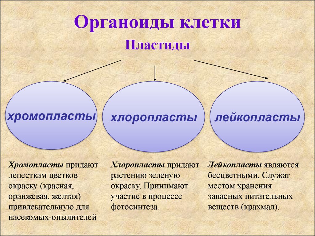 Какие органоиды участвуют. Органоиды. Органоиды это в биологии кратко. Органоиды определение. Что такое органоиды в биологии.