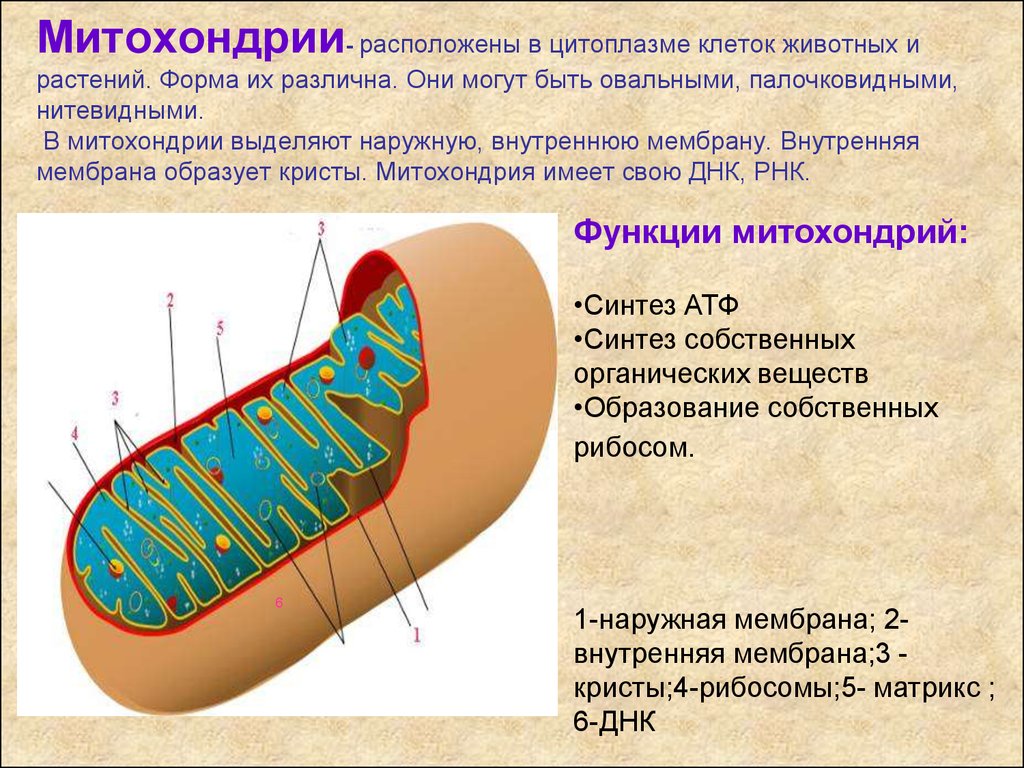 Митохондрии строение и функции. Состав митохондрии биология. Строение плазматической мембраны митохондрий.