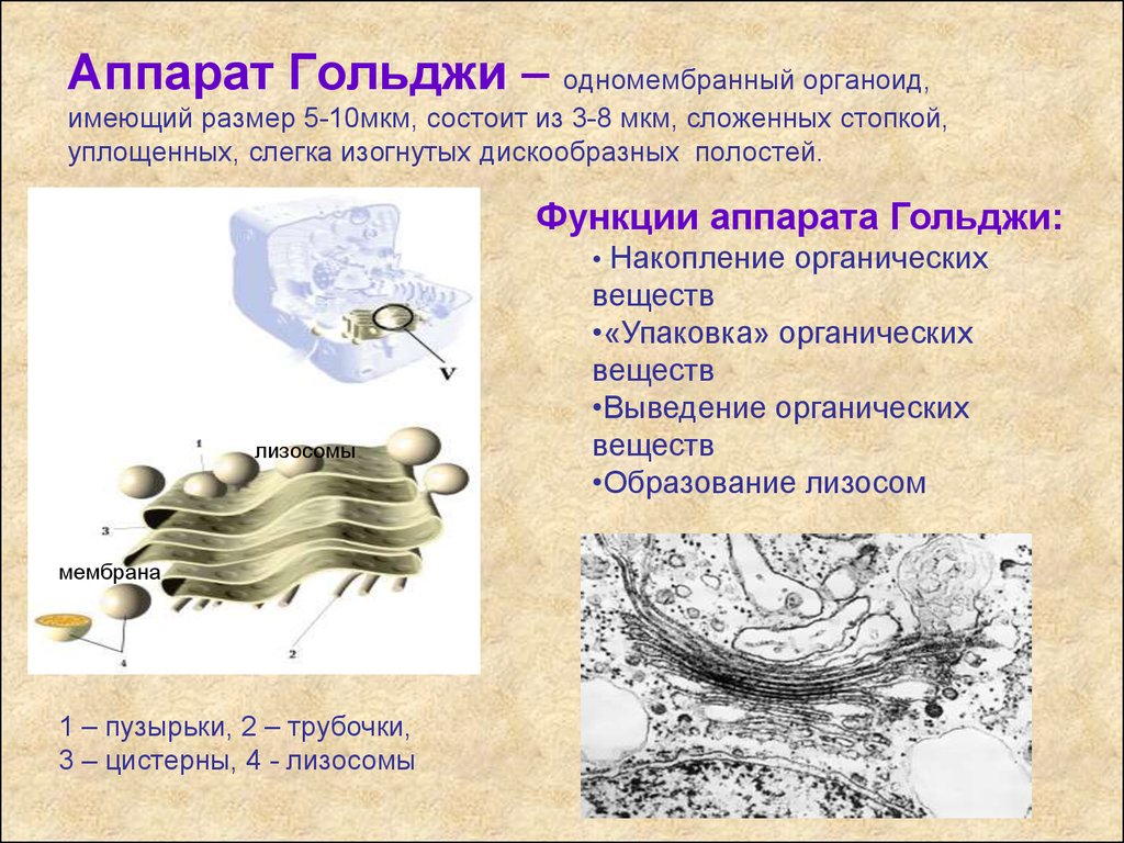 Комплекс гольджи мембраны. Строение органеллы аппарат Гольджи. Аппарат Гольджи клетки строение и функции. Строение аппарата Гольджи мембранные органоиды. Функции аппарата Гольджи в эукариотической клетке.