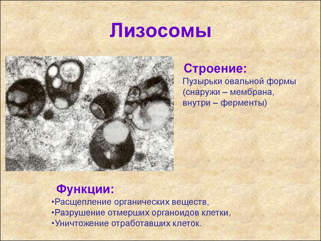 В лизосомах происходят реакции. Строение лизосомы эукариотической клетки. Строение лизосомы клетки. Лизосомы это в биологии 8 класс.
