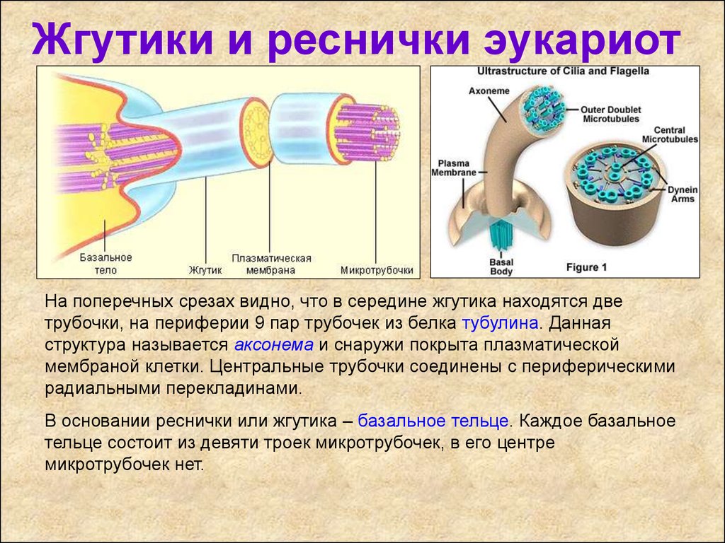 В мембранах эукариот сколько слоев