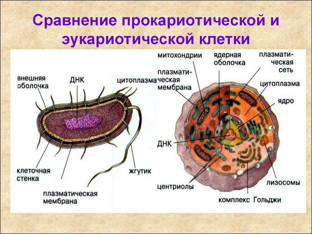 Органоиды клетки прокариота. Строение прокариот и эукариот. Строение эукариотической и прокариотическрйклетки. Характеристика строения клеток эукариот. Строение эукариотической клетки и прокариотической клетки.