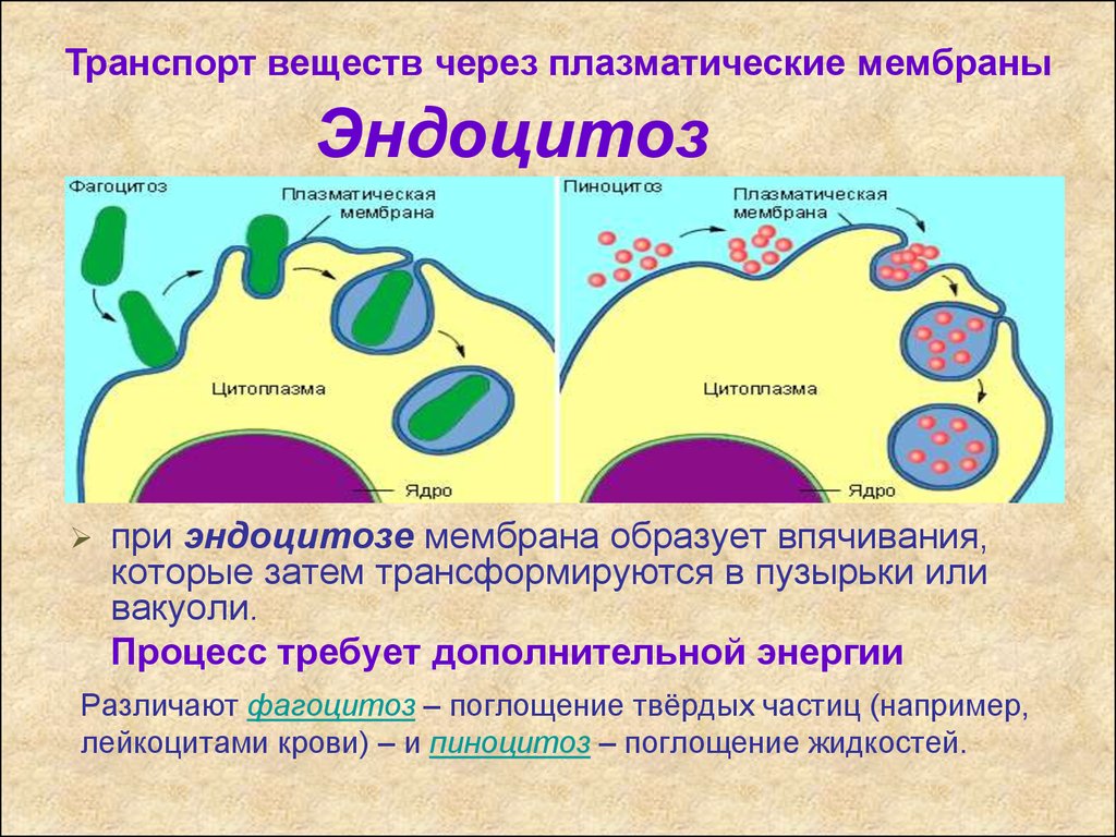 Фагоцитоз лизосома. Клеточная мембрана эндоцитоз. Плазматическая мембрана эндоцитоз. Транспорт веществ через плазматическую мембрану. Плазматическая мембрана транспорт.