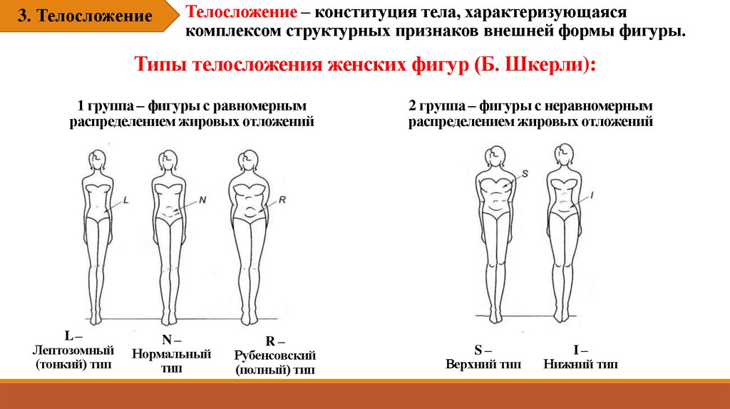 Конституция телосложения человека