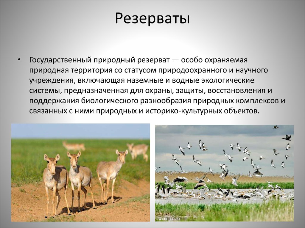 Животный мир особо охраняемых природных территорий. Природные резерваты. ООПТ Казахстана презентация. Резерват это в экологии. Резерваты это определение.
