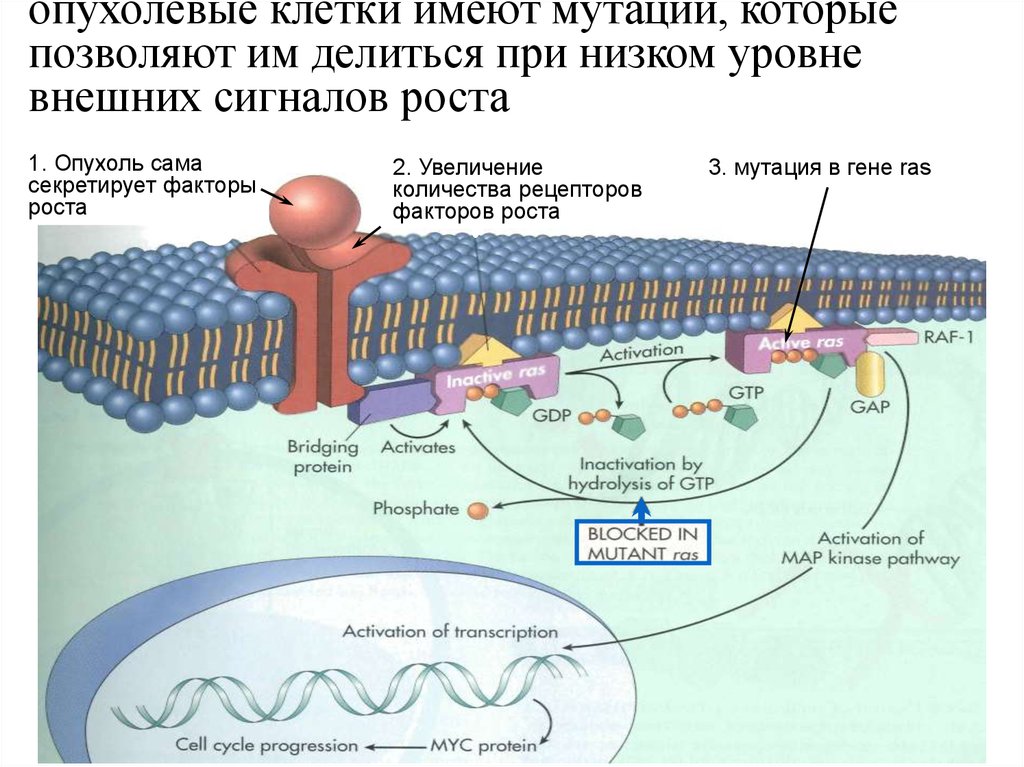 Мутация клеток. Рецепторы факторов роста. Факторы роста опухоли. Факторы роста клеток. Рост клеток опухоли.