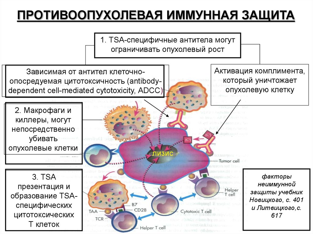 Макрофаги иммунный ответ