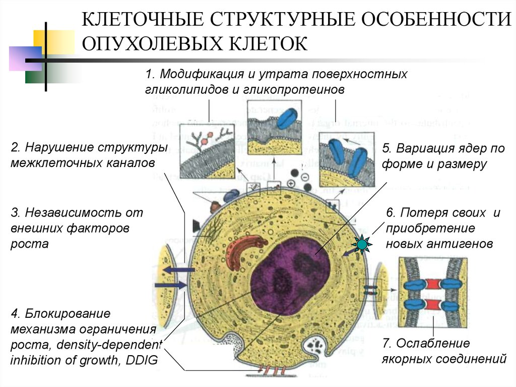 Опухоль схема. Строение онкологической клетки. Строение опухоли особенности опухолевой клетки. Строение раковой клетки.