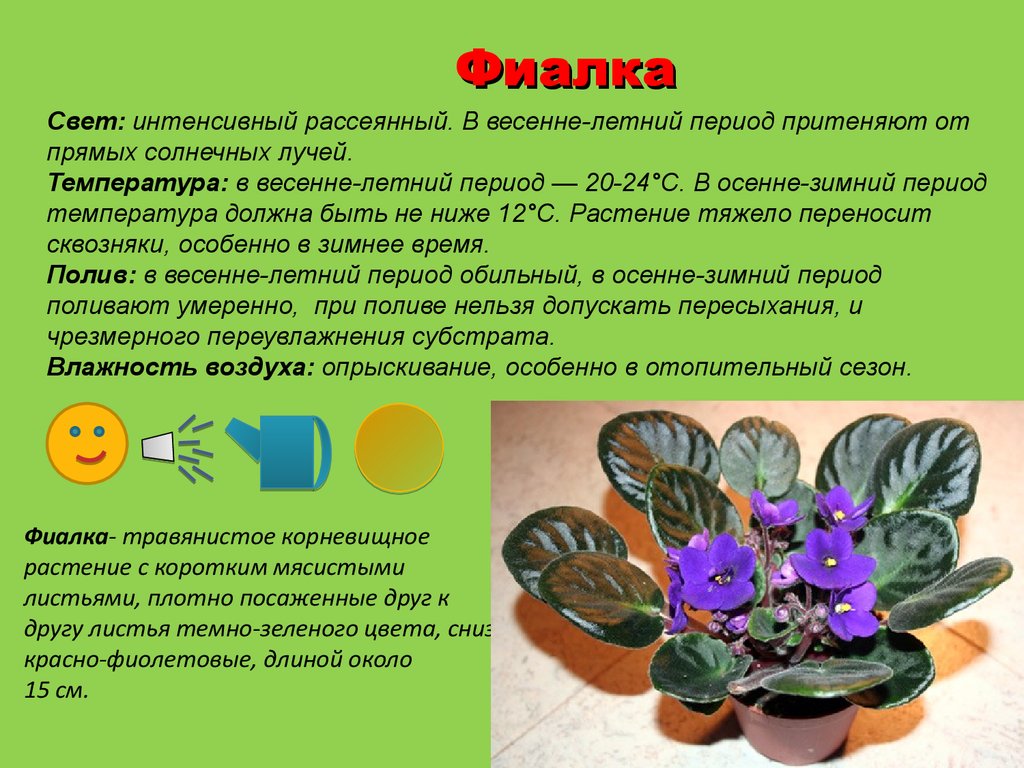Конспекты уроков комнатными растениями