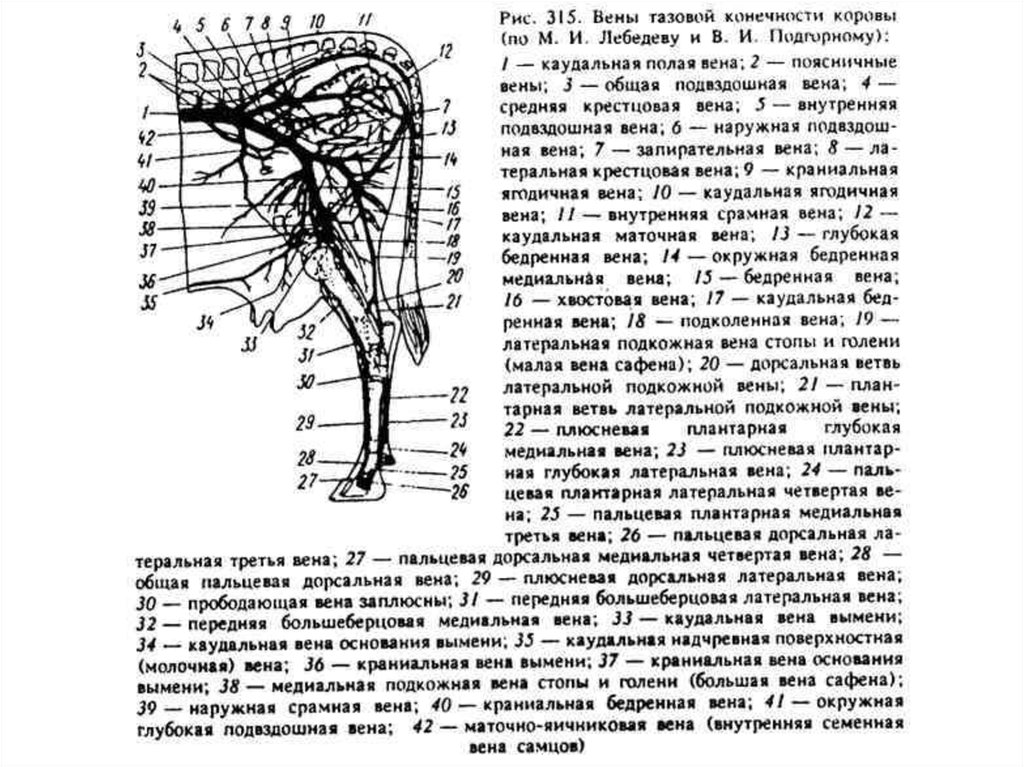 Дорсальная вена фото