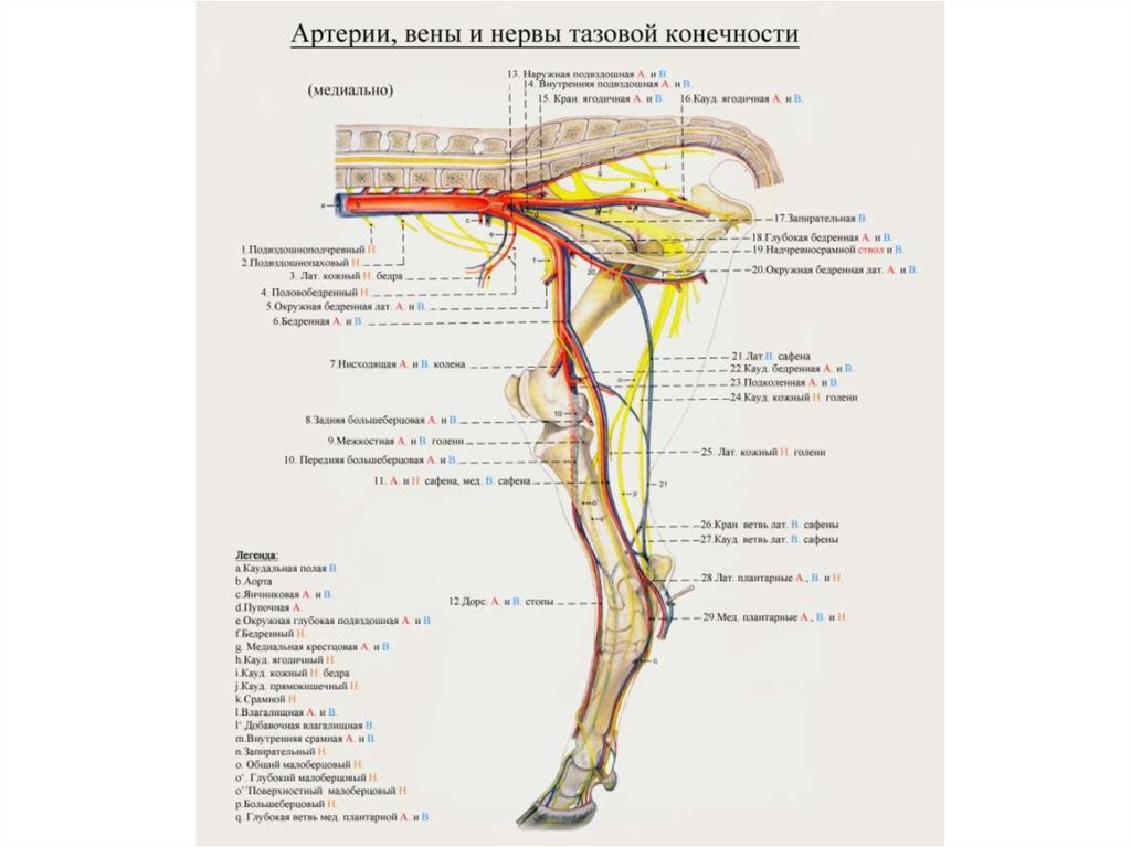 Артерии и вены животных