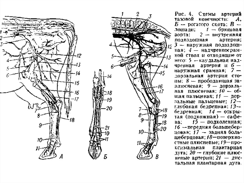 Кровообращение конечностей животных. Схема артерий тазовой конечности лошади. Схема ветвления артерий тазовой конечности. Артерии задней конечности анатомия животных. Схема ветвления артерий грудной конечности.