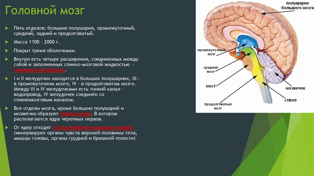 Мозг расположение и функции. Структура головного мозг средний мозг. Отделы головного мозга расположение и функции. Отделы головного мозга продолговатый промежуточный. Пять основных отделов головного мозга.