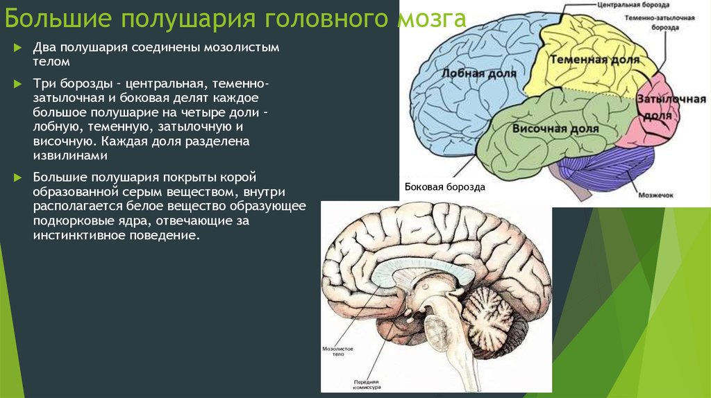 Мозг расположение и функции. Строение больших полушарий доли. Большие полушария строение и функции. Отделы головного мозга полушария большого мозга. Функция больших полушарий переднего головного мозга.