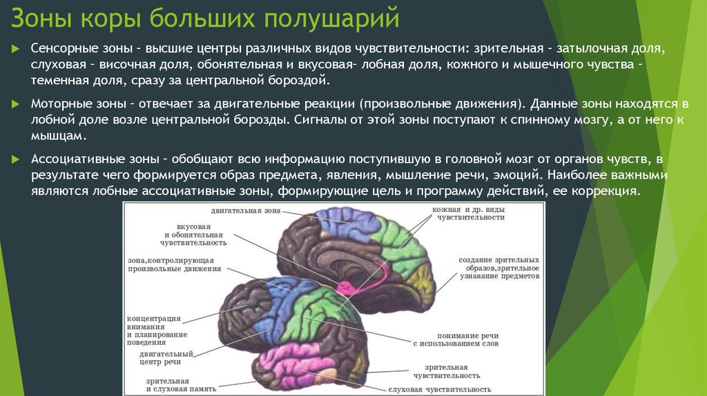 Функциональное нарушение мозга. Сенсорная зона коры головного мозга. Функции кожно мышечной зоны зоны головного мозга. Сенсорная зона коры головного мозга функции. Функциональная характеристика зон коры головного мозга.