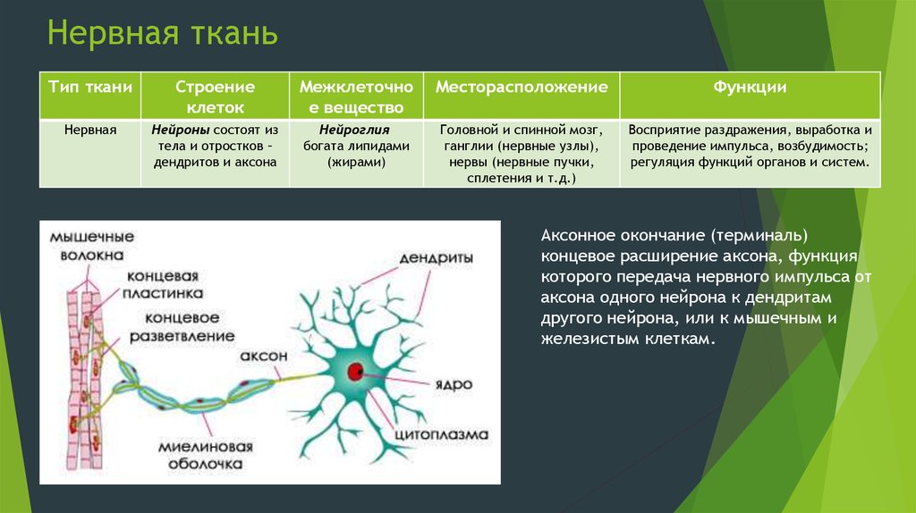 Особенности строения нервных клеток. Нервная ткань строение и функции. Особенности строения нервной ткани. Нервная ткань строение и функции таблица. Особенности строения клеток нервной ткани.