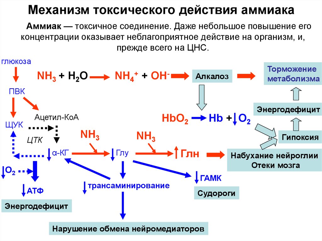 Общие пути метаболизма аминокислот. Механизм токсического действия аммиака. Механизмы токсического действия аммиака биохимия. Механизмы токсичности аммиака. Механизм токсического действия аммиака на организм человека.