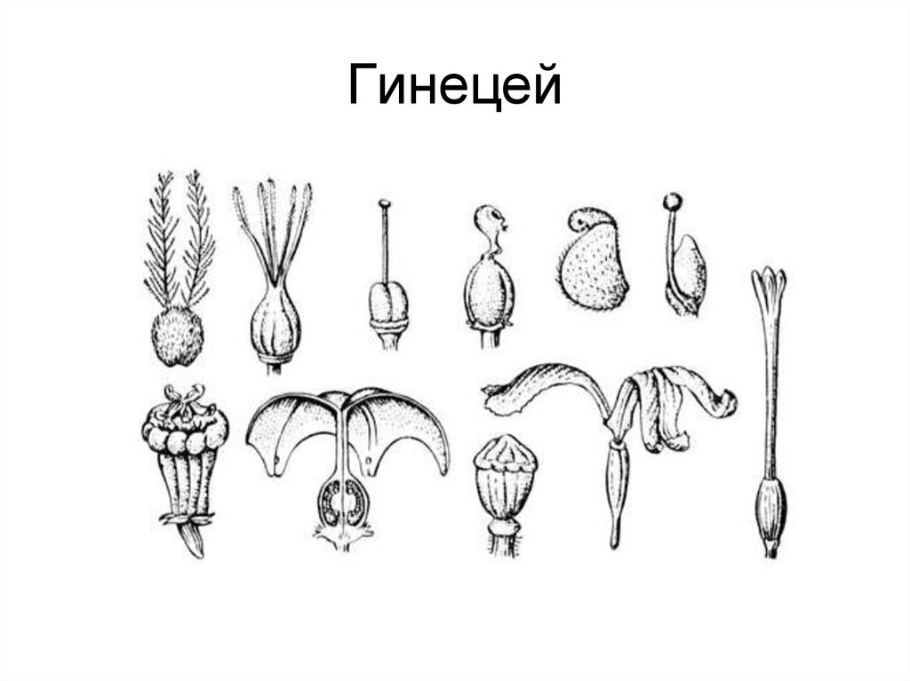 Андроцея это. Строение апокарпного гинецея. Строение цветка андроцей и гинецей. Гинецей монокарпный апокарпный ценокарпный. Андроцей и гинецей типы строение.