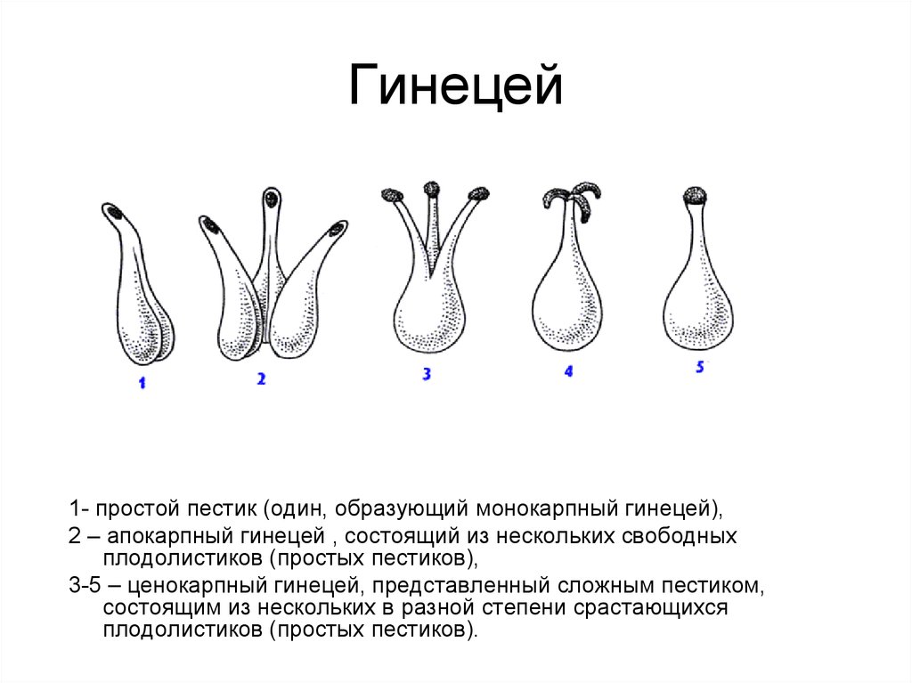 Апокарпный гинецей рисунок