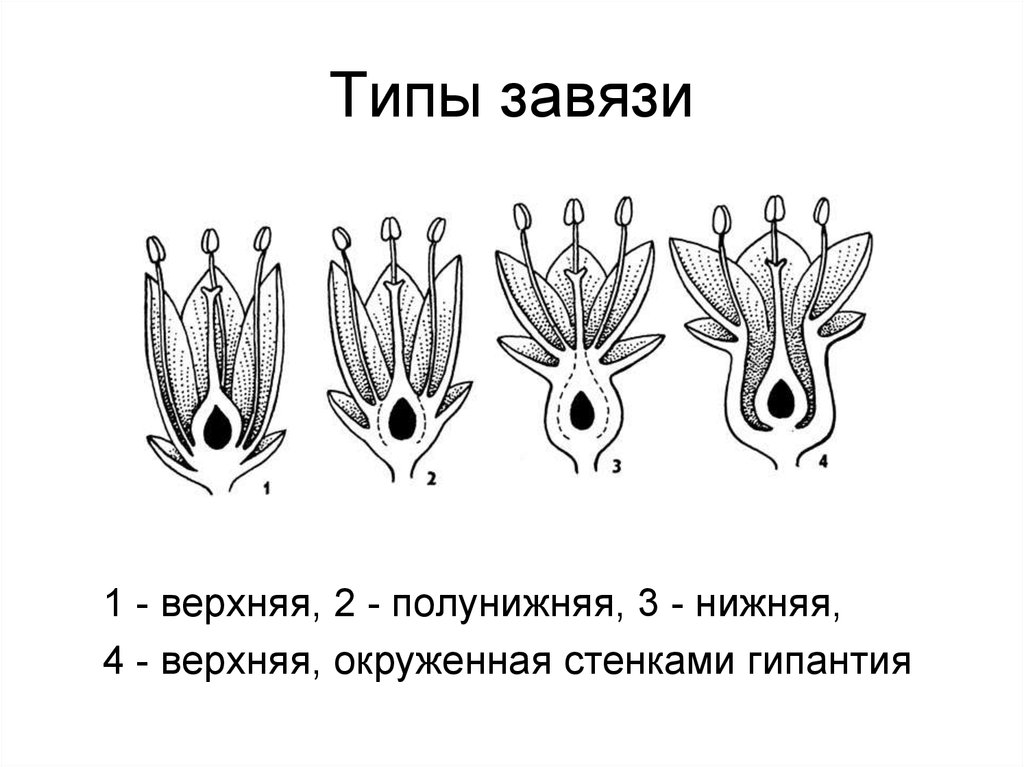 Верхний тип. Тип завязи верхняя и нижняя. Типы завязи цветка. Верхняя и нижняя завязь у цветка. Типы завязей у цветковых растений.