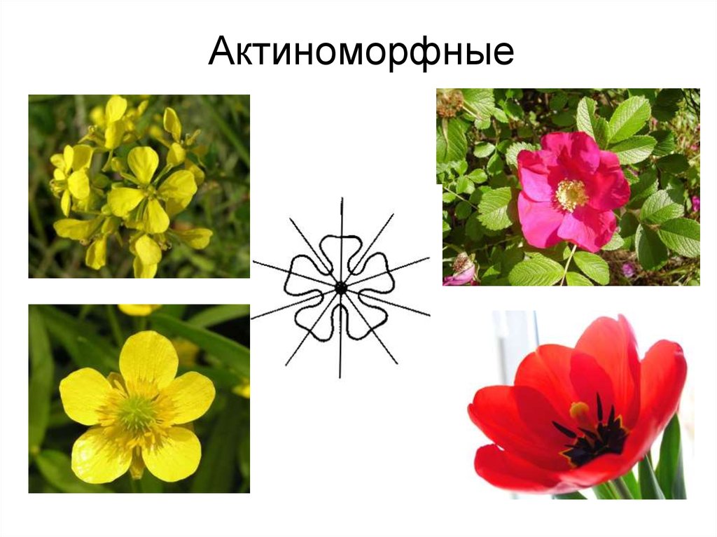 Почему цветок неправильный. Актиноморфный околоцветник. Актиноморфная симметрия цветка. Актиноморфные и зигоморфные цветки. Типы околоцветников актиноморфный и зигоморфный цветки.