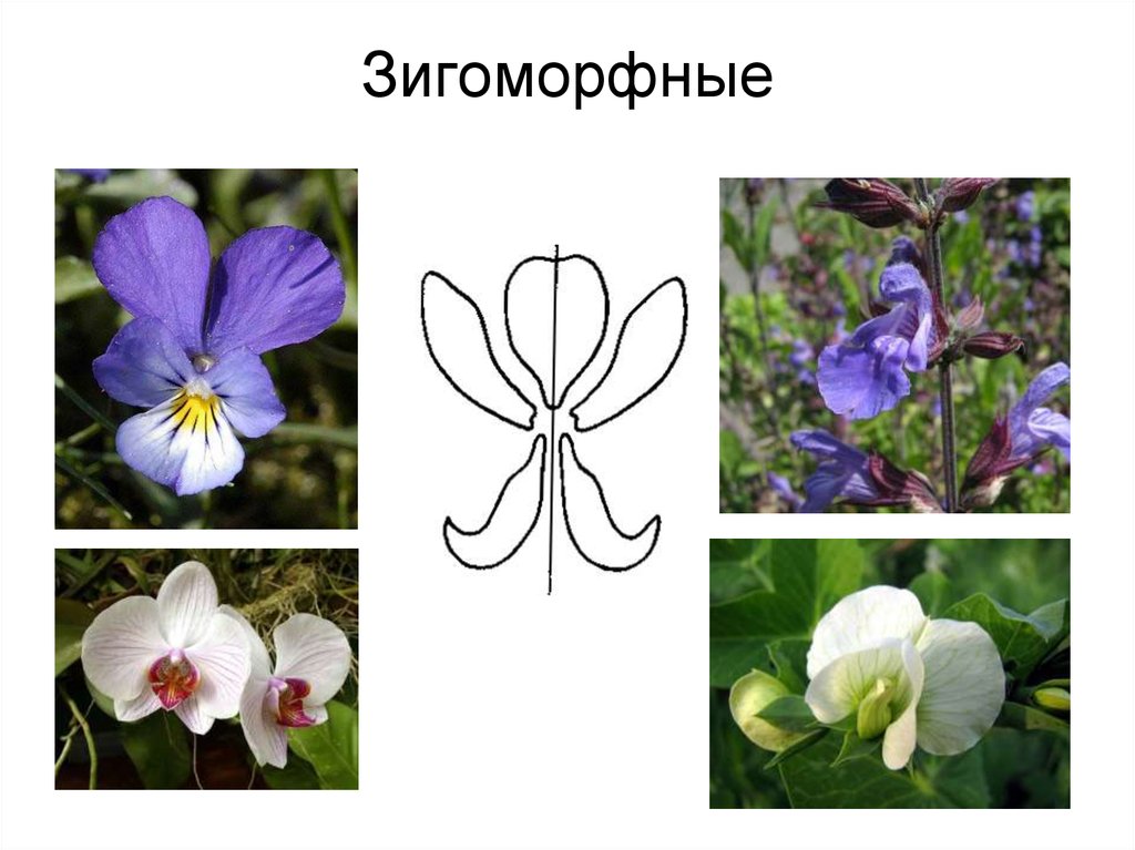 Почему цветок неправильный. Актиноморфный околоцветник. Актиноморфные и зигоморфные цветки. Неправильный венчик зигоморфный. Симметрия цветка актиноморфный зигоморфный асимметричный.