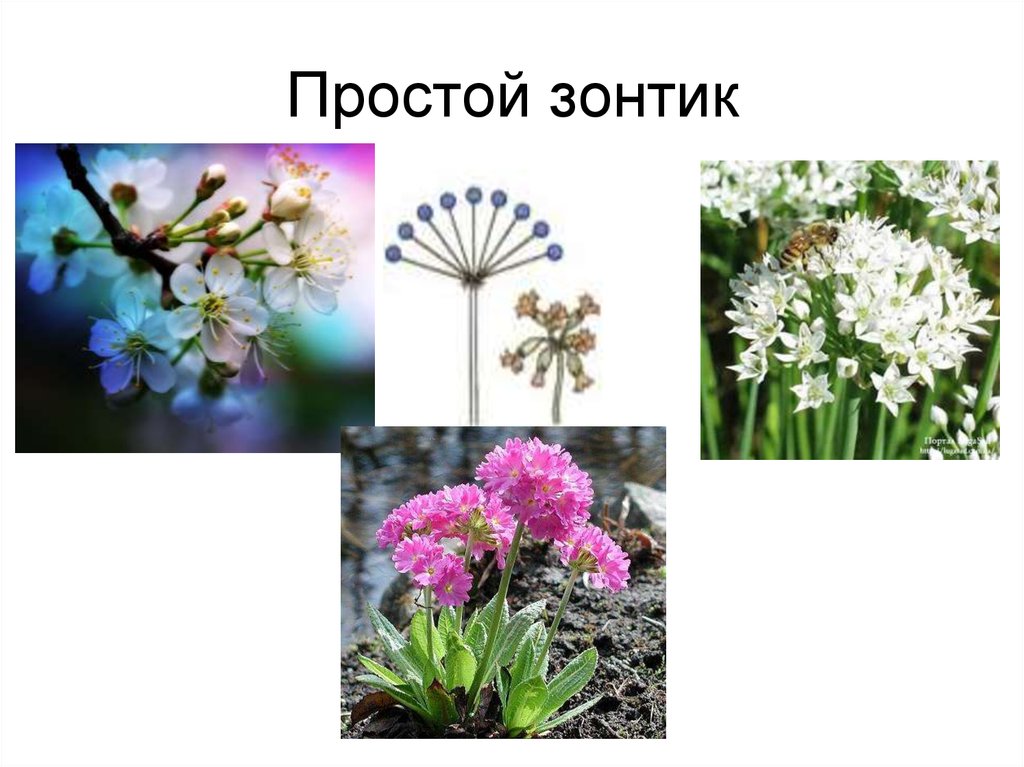 Простой зонтик растения. Простой зонтик. Растения с простым зонтиком. Соцветие простой зонтик. Цветок простой зонтик.