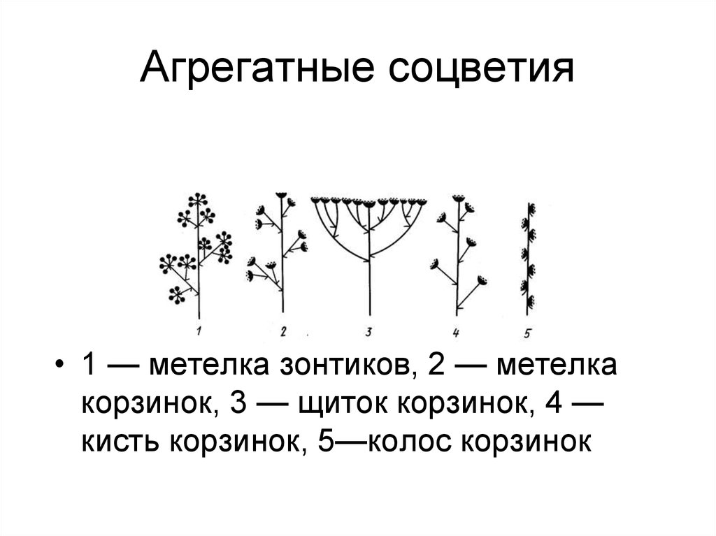 Схемы простых ботриоидных соцветий