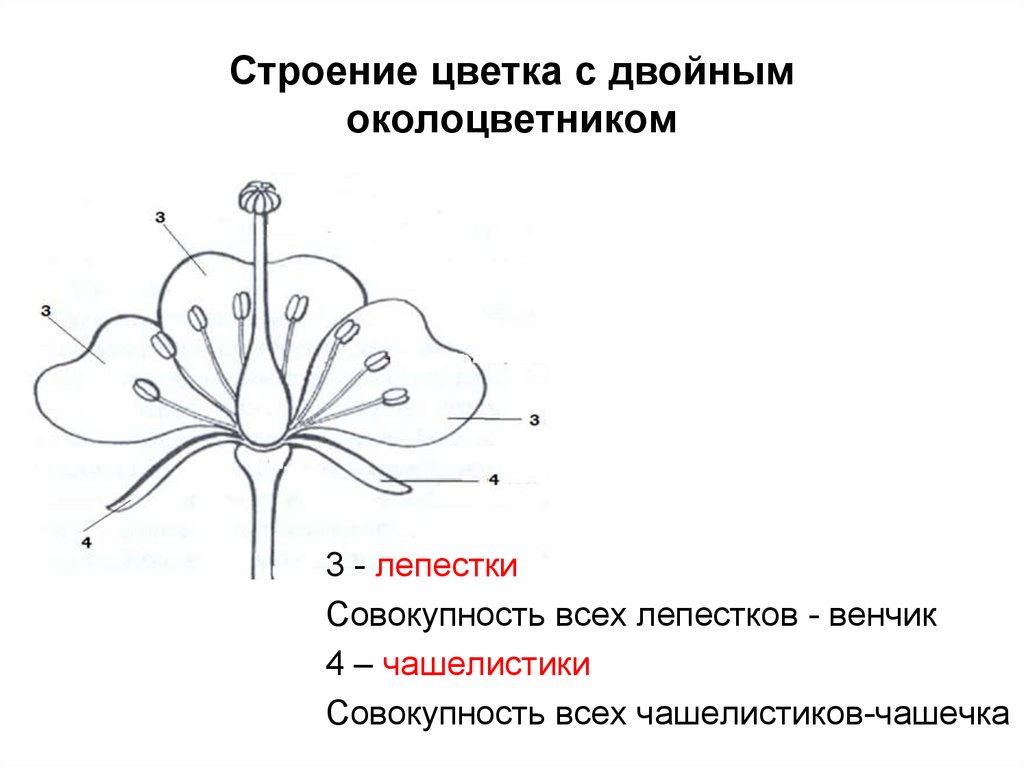 Строение цветка с двойным околоцветником