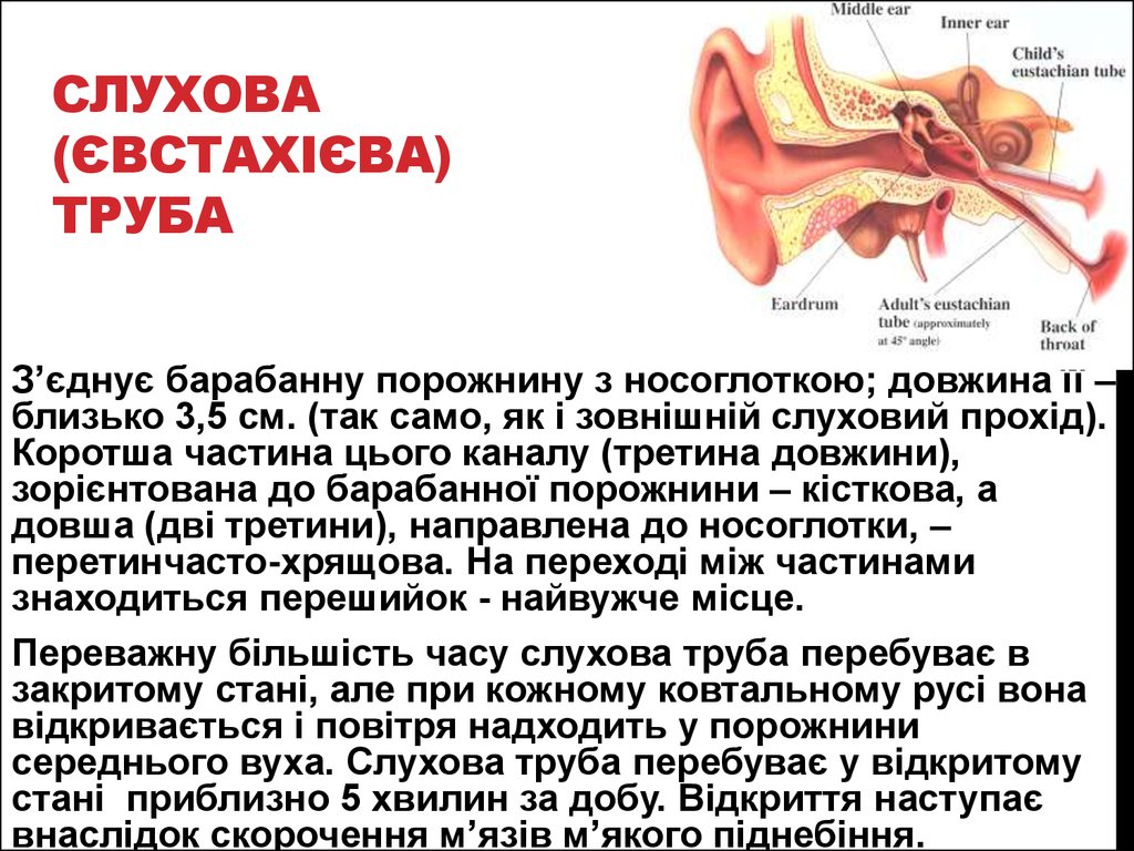 Код тубоотита