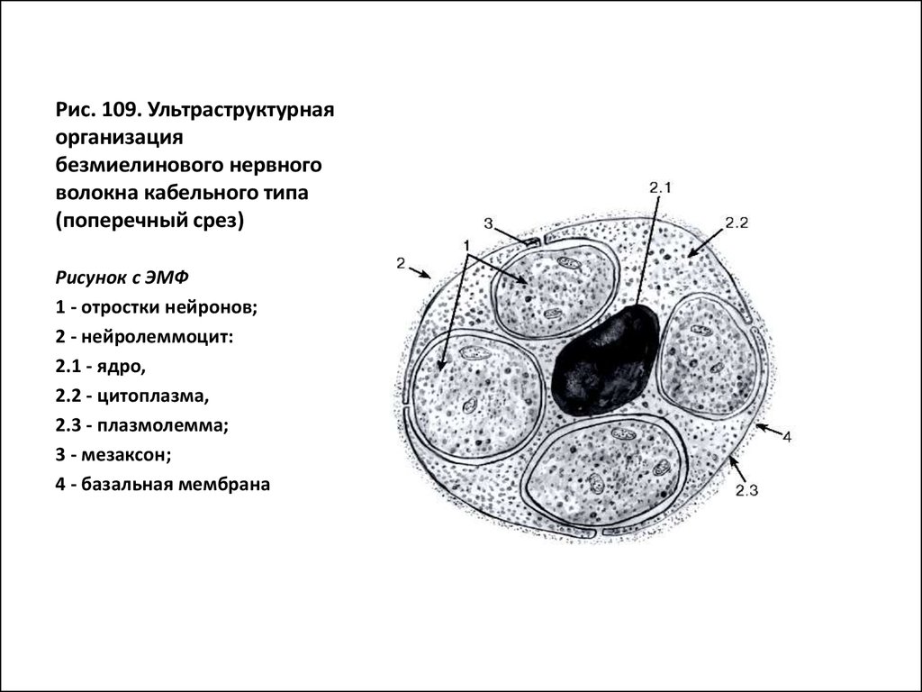 Поперечный разрез нерва рисунок