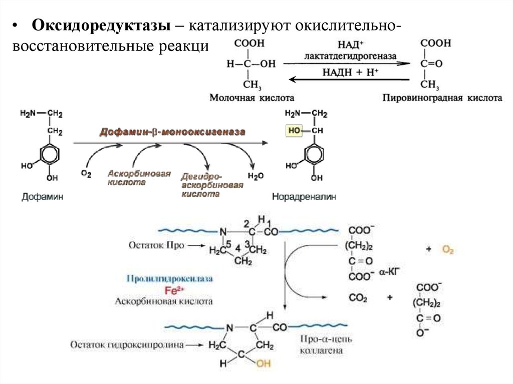 Реакция с участием фермента. Классификация оксидоредуктаз биохимия. Реакцию, которую катализирует фермент класса оксидоредуктаз. Примеры реакций катализируемые оксидоредуктазами. 2 Реакции, катализируемые ферментами класса оксидоредуктаз.