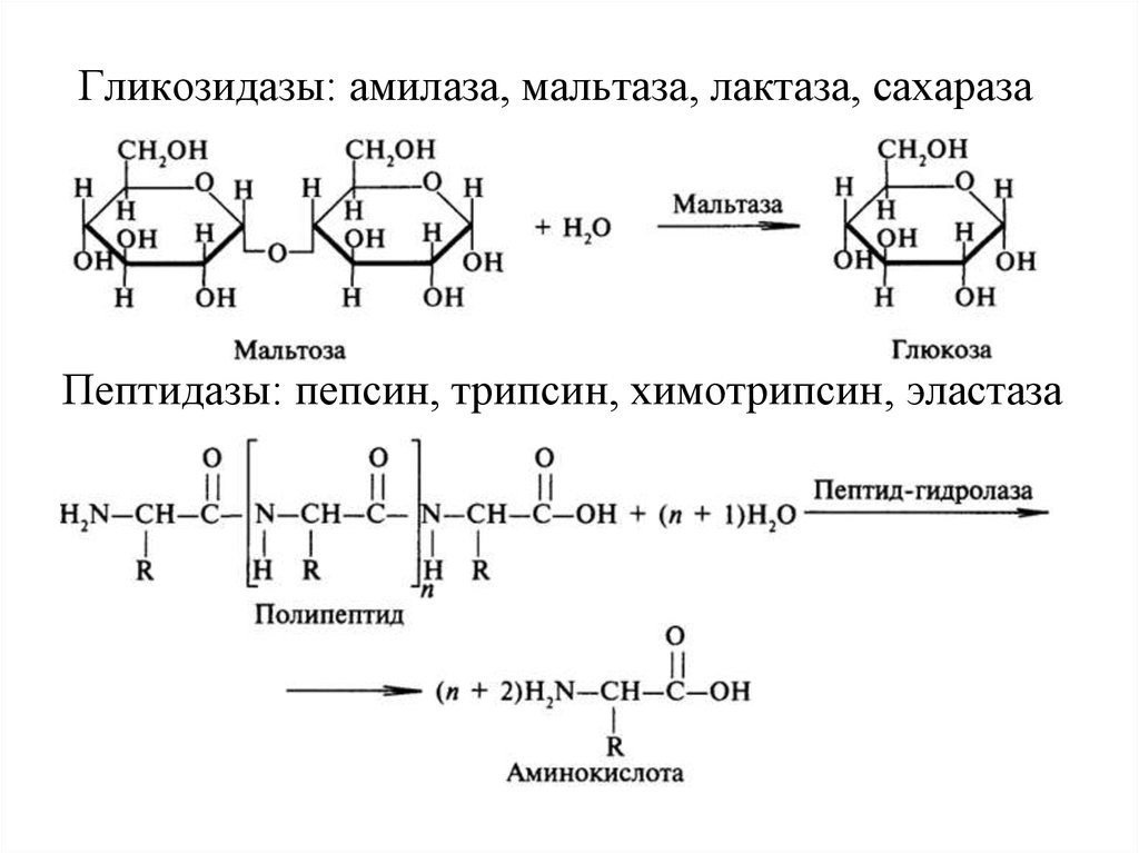 Продукты частичного гидролиза белка. Мальтаза относится к классу катализирует реакцию. Трипсин фермент формула. Реакция катализируемая трипсином. Реакция катализируемая гликозидазами.
