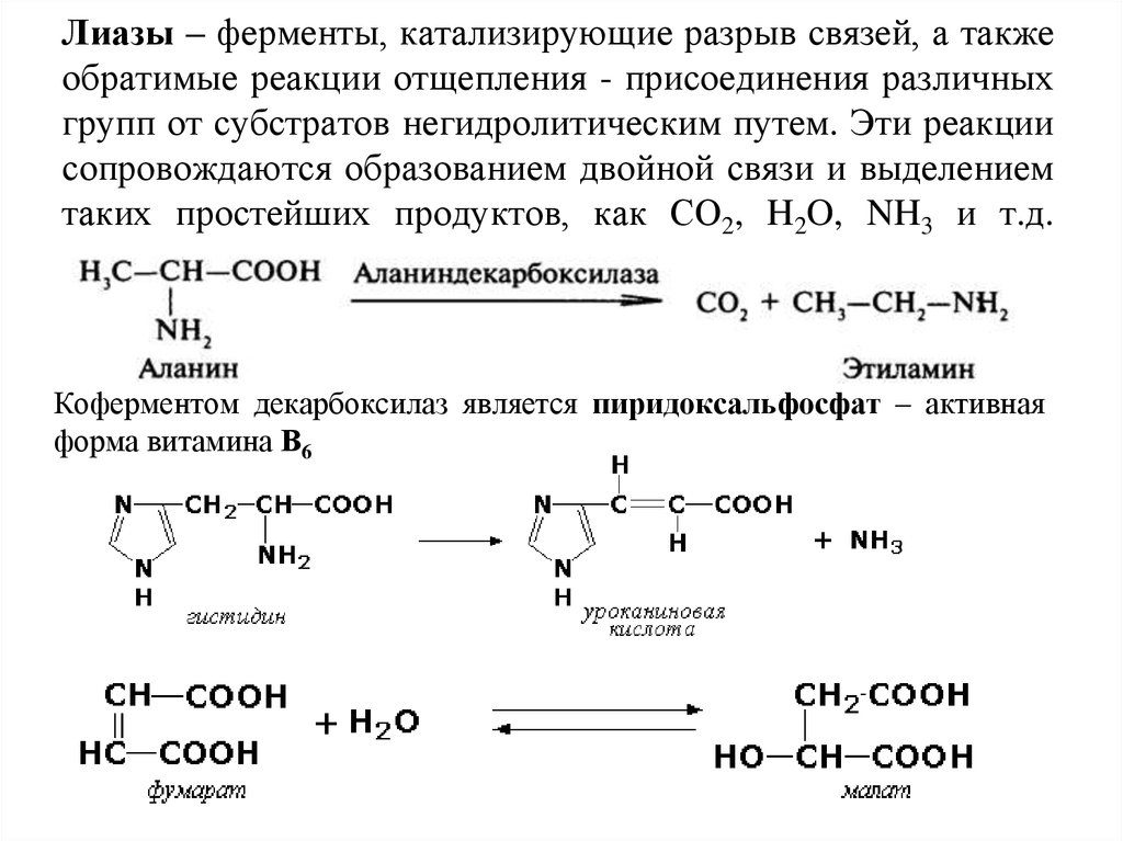 Ферменты катализирующие синтез. Ферменты класса ЛИАЗ катализируют реакции. ЛИАЗЫ коферменты. Реакция катализируемая ферментами класса ЛИАЗЫ. ЛИАЗЫ Тип катализируемой реакции.